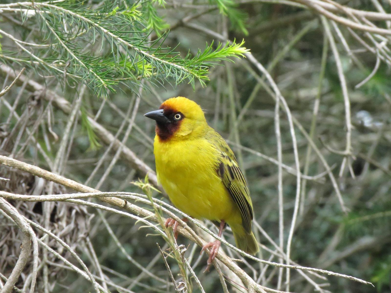 Northern Brown-throated Weaver Photo by Cyndee Pelt