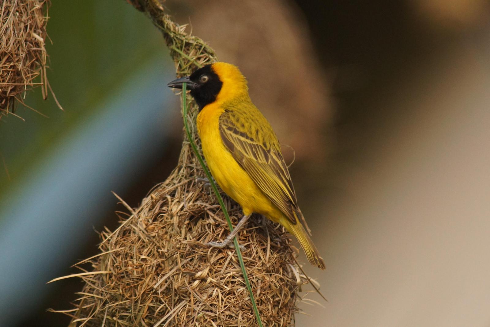 Lesser Masked-Weaver Photo by Robin Oxley
