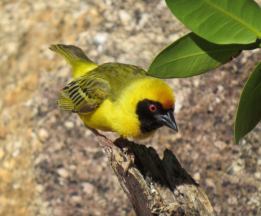 Southern Masked-Weaver Photo by Peter Boesman