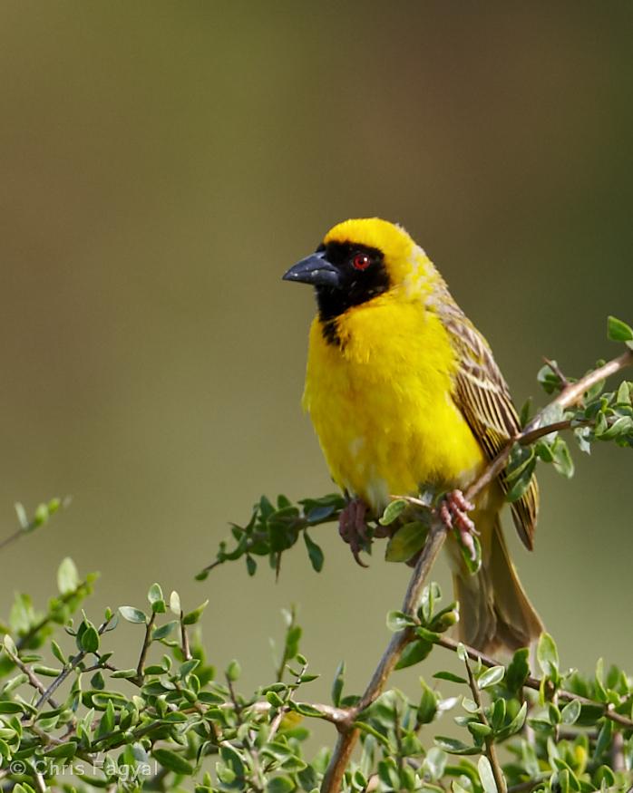 Southern Masked-Weaver Photo by Chris Fagyal