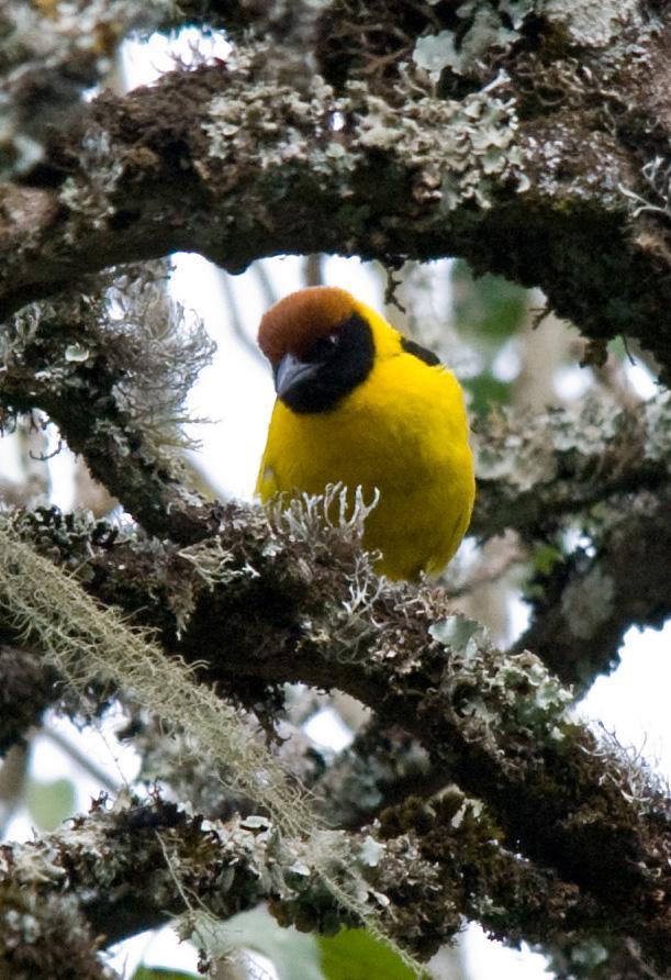 Brown-capped Weaver Photo by Carol Foil