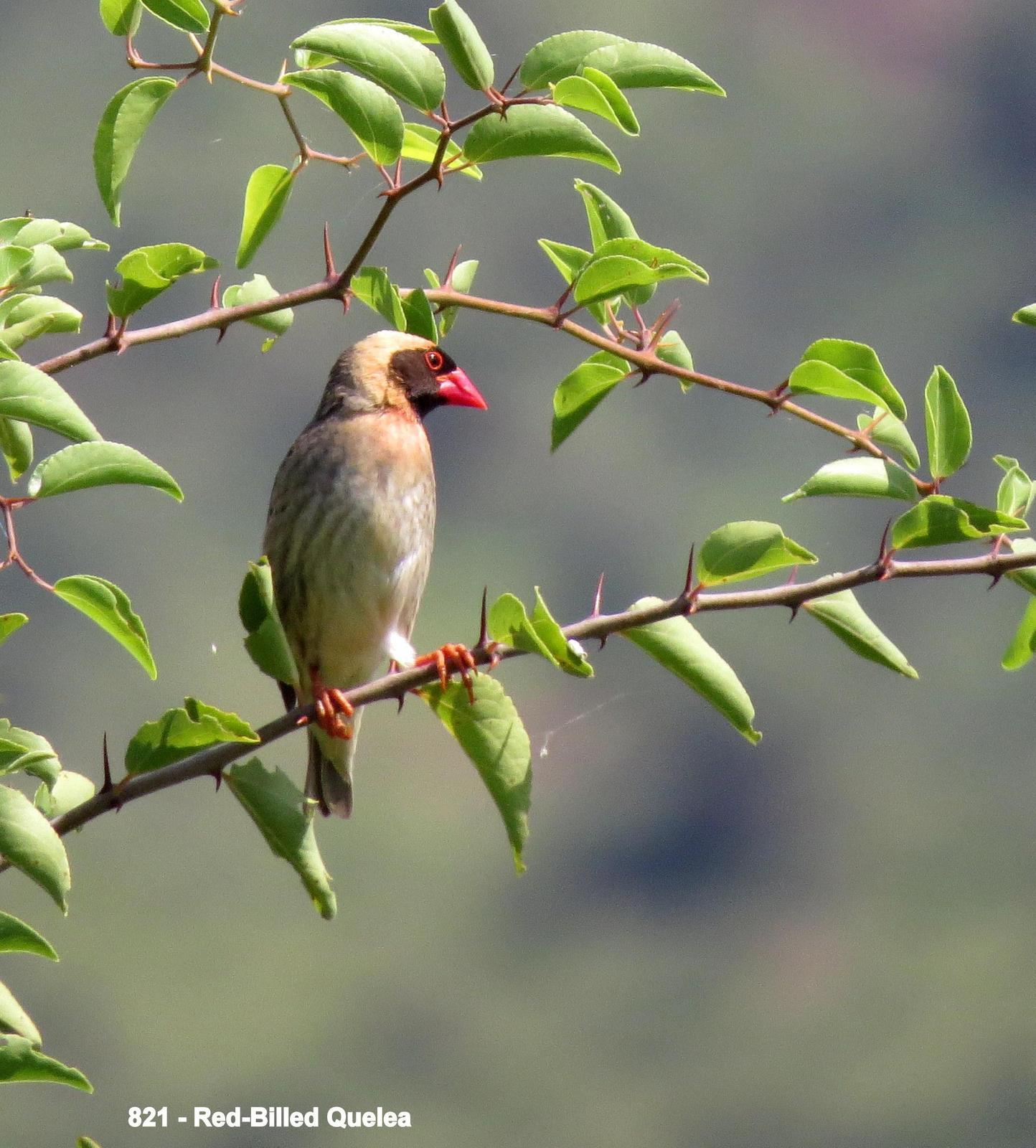 Red-billed Quelea Photo by Richard  Lowe