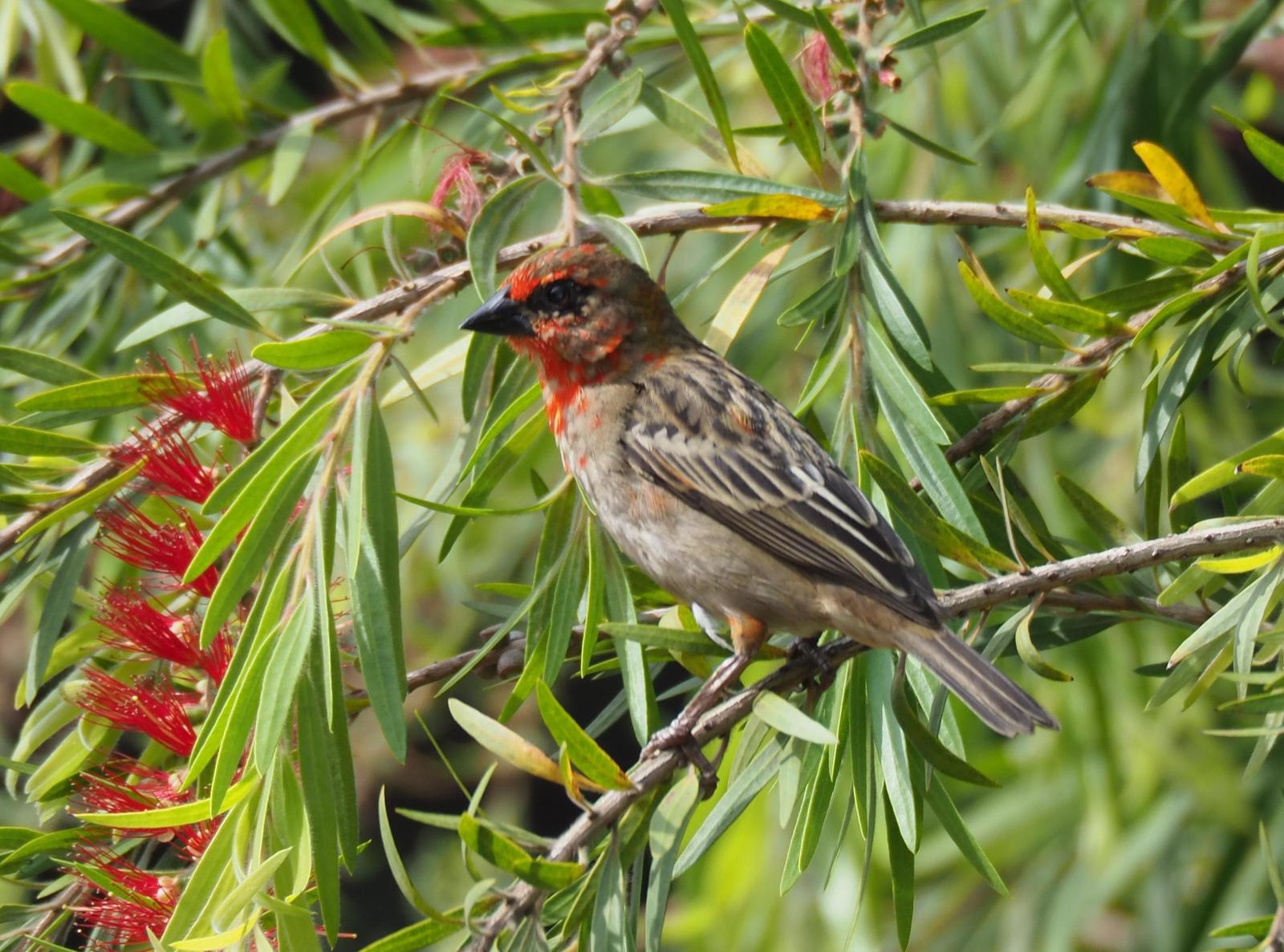 Red Fody Photo by Kristin Vigander