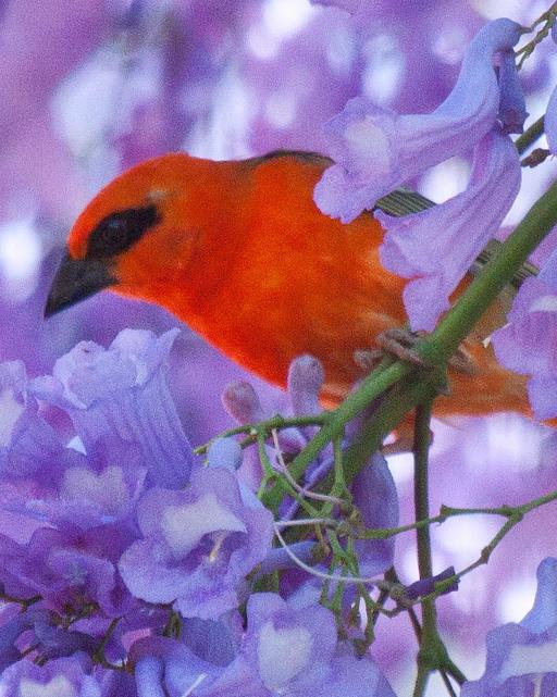 Red Fody Photo by Sue Wright