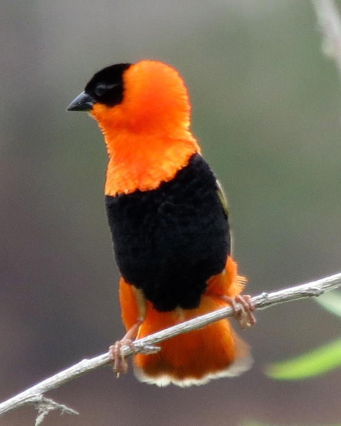 Northern Red Bishop Photo by David Bell