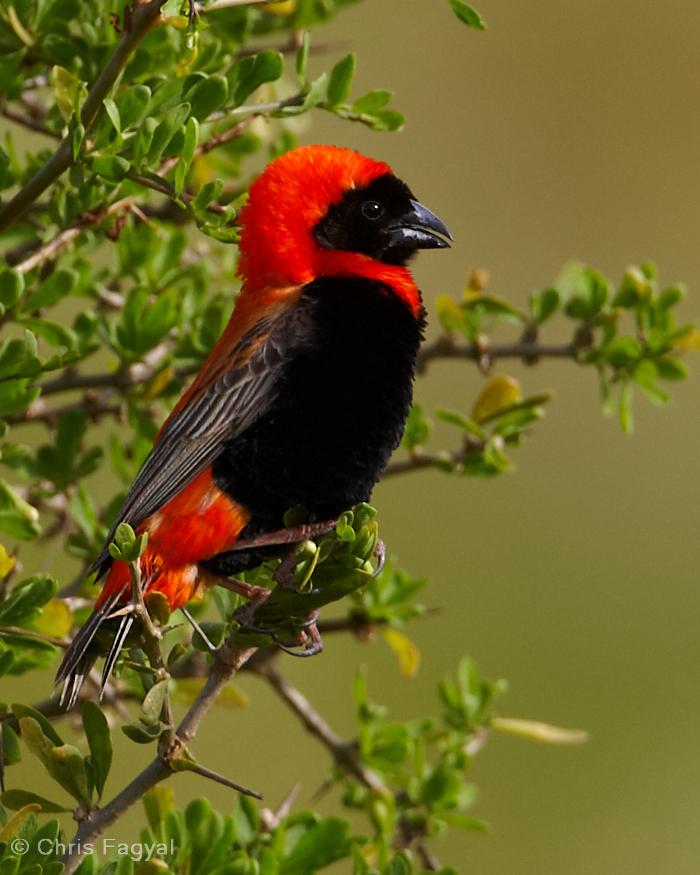 Southern Red Bishop Photo by Chris Fagyal