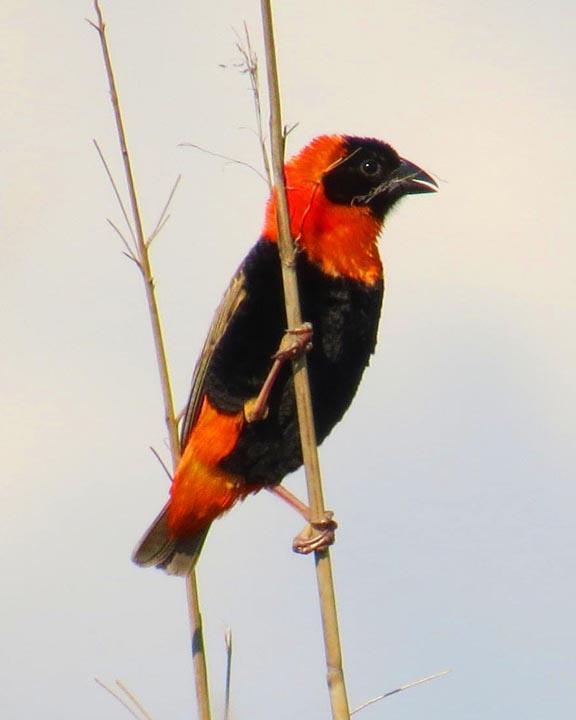 Southern Red Bishop Photo by Peter Boesman