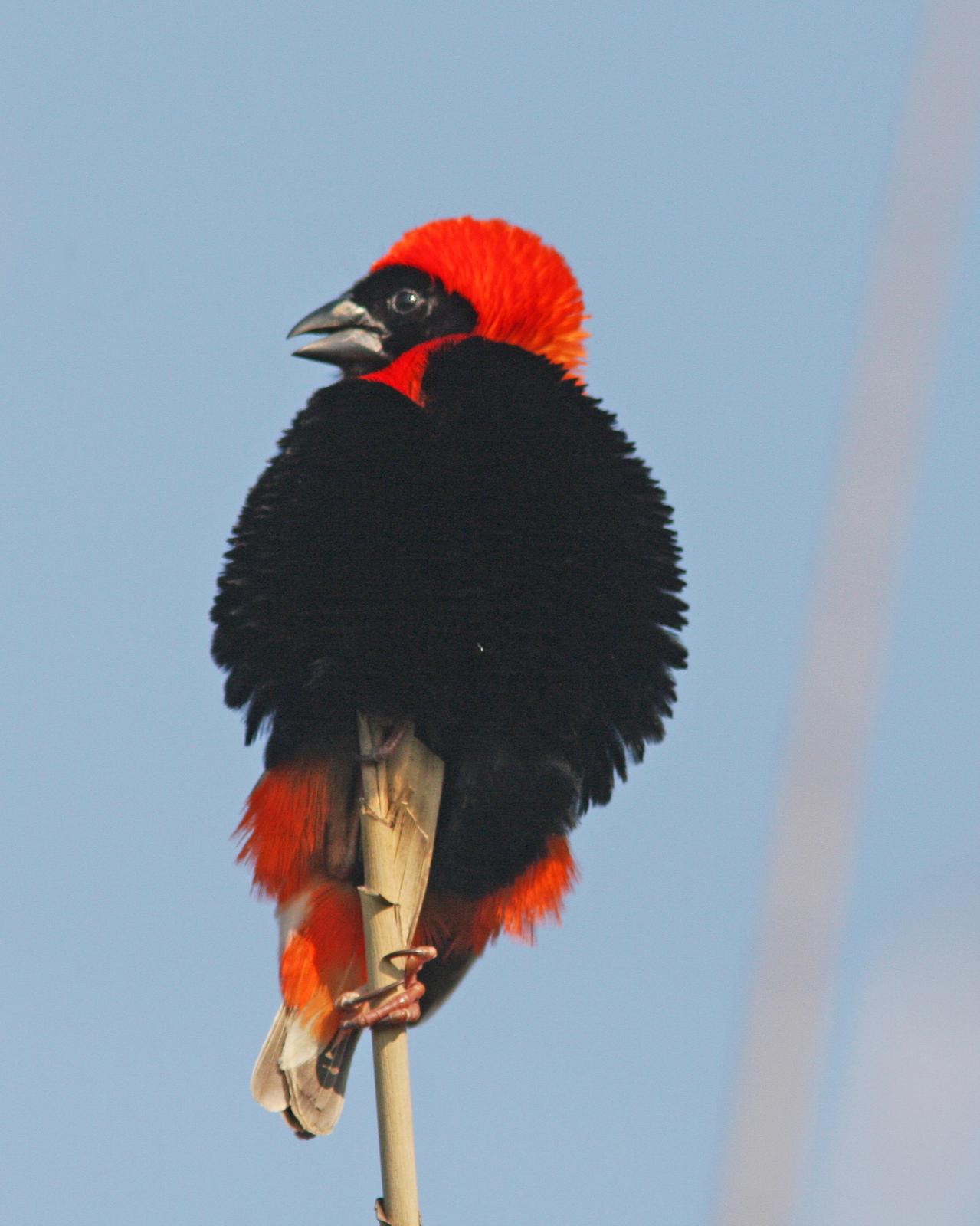 Southern Red Bishop Photo by Henk Baptist