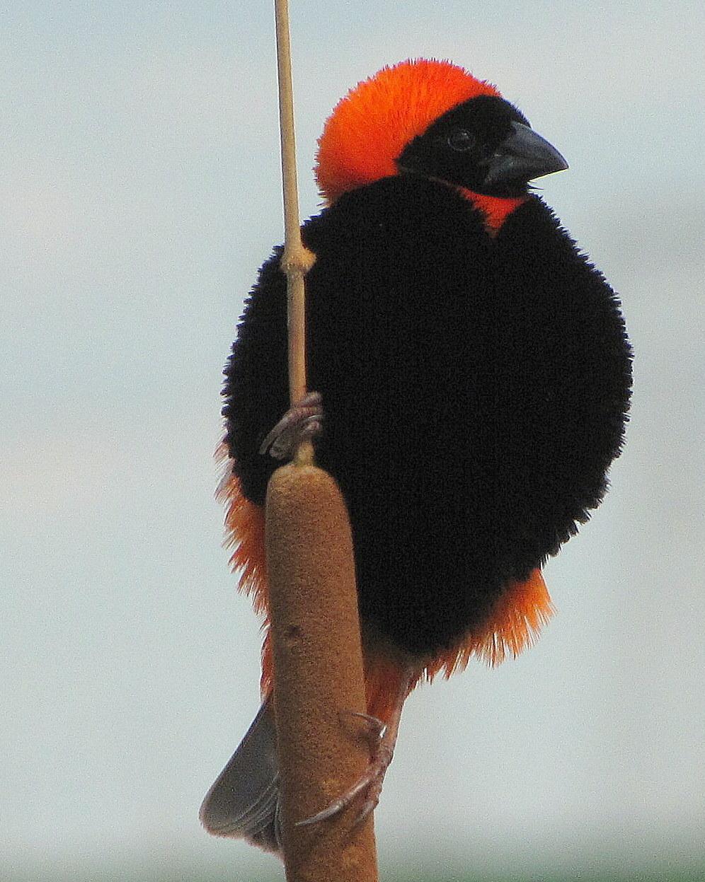 Southern Red Bishop Photo by Richard  Lowe