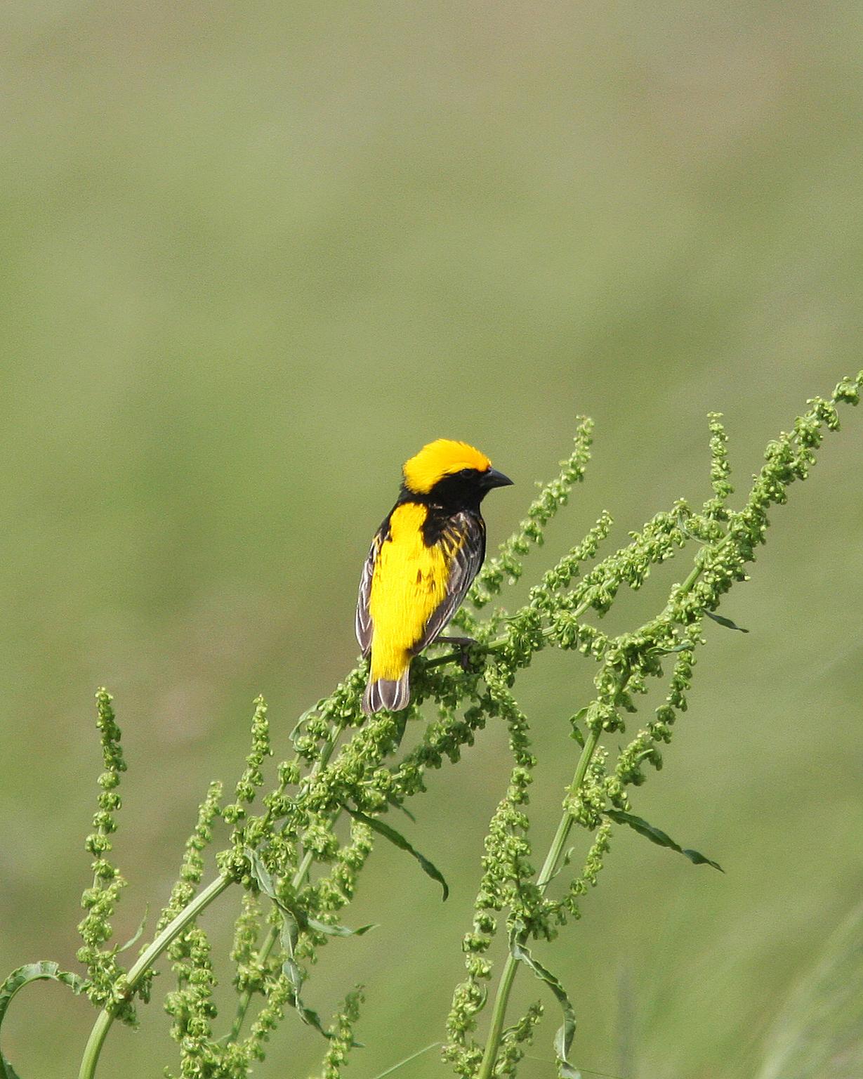 Yellow-crowned Bishop Photo by Henk Baptist