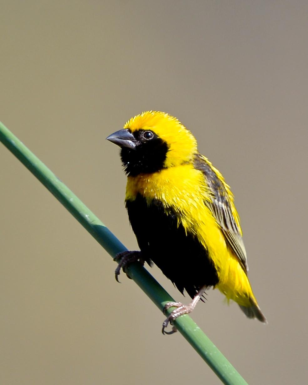Yellow-crowned Bishop Photo by Gerald Friesen