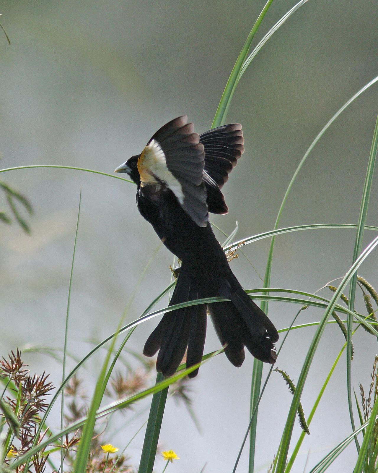 White-winged Widowbird Photo by Henk Baptist