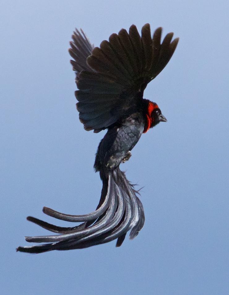 Red-collared Widowbird Photo by Ed Harper