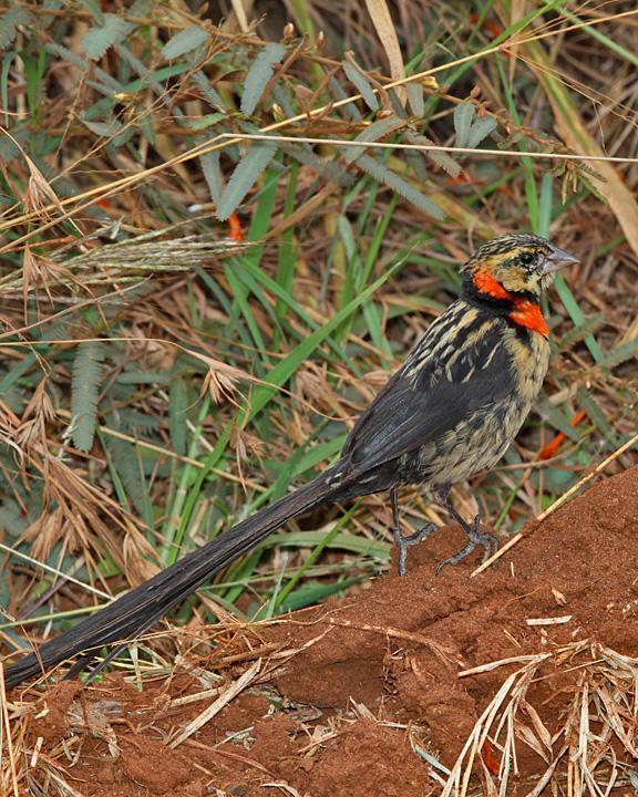 Red-collared Widowbird Photo by Jack Jeffrey