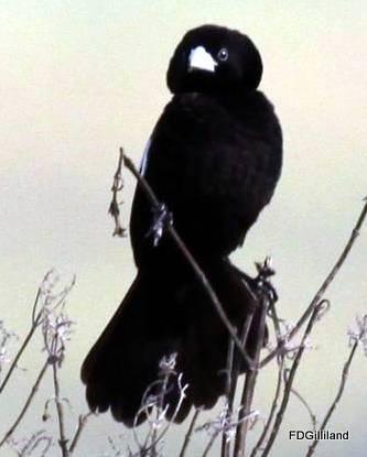 Fan-tailed Widowbird Photo by Frank Gilliland