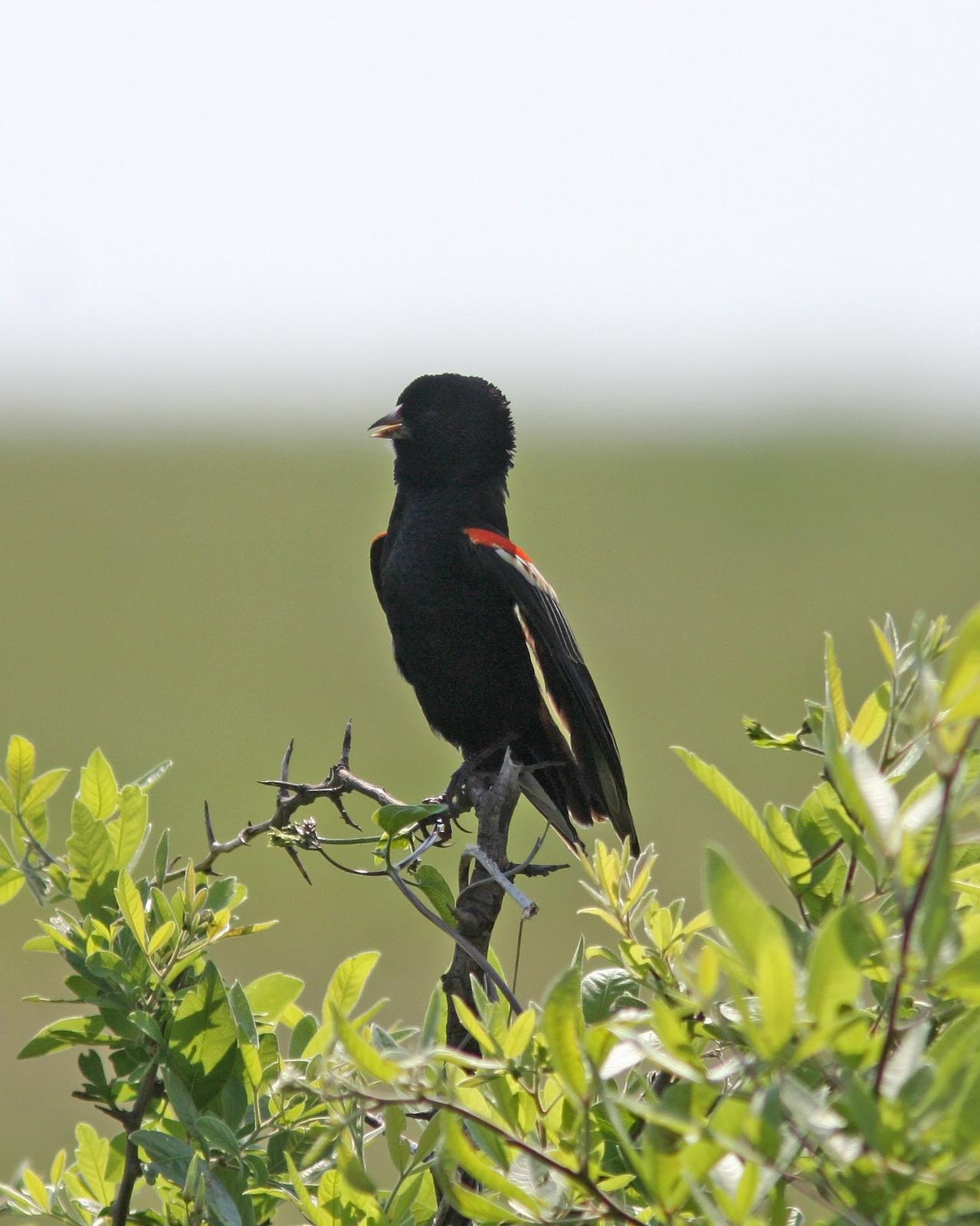 Fan-tailed Widowbird Photo by Henk Baptist
