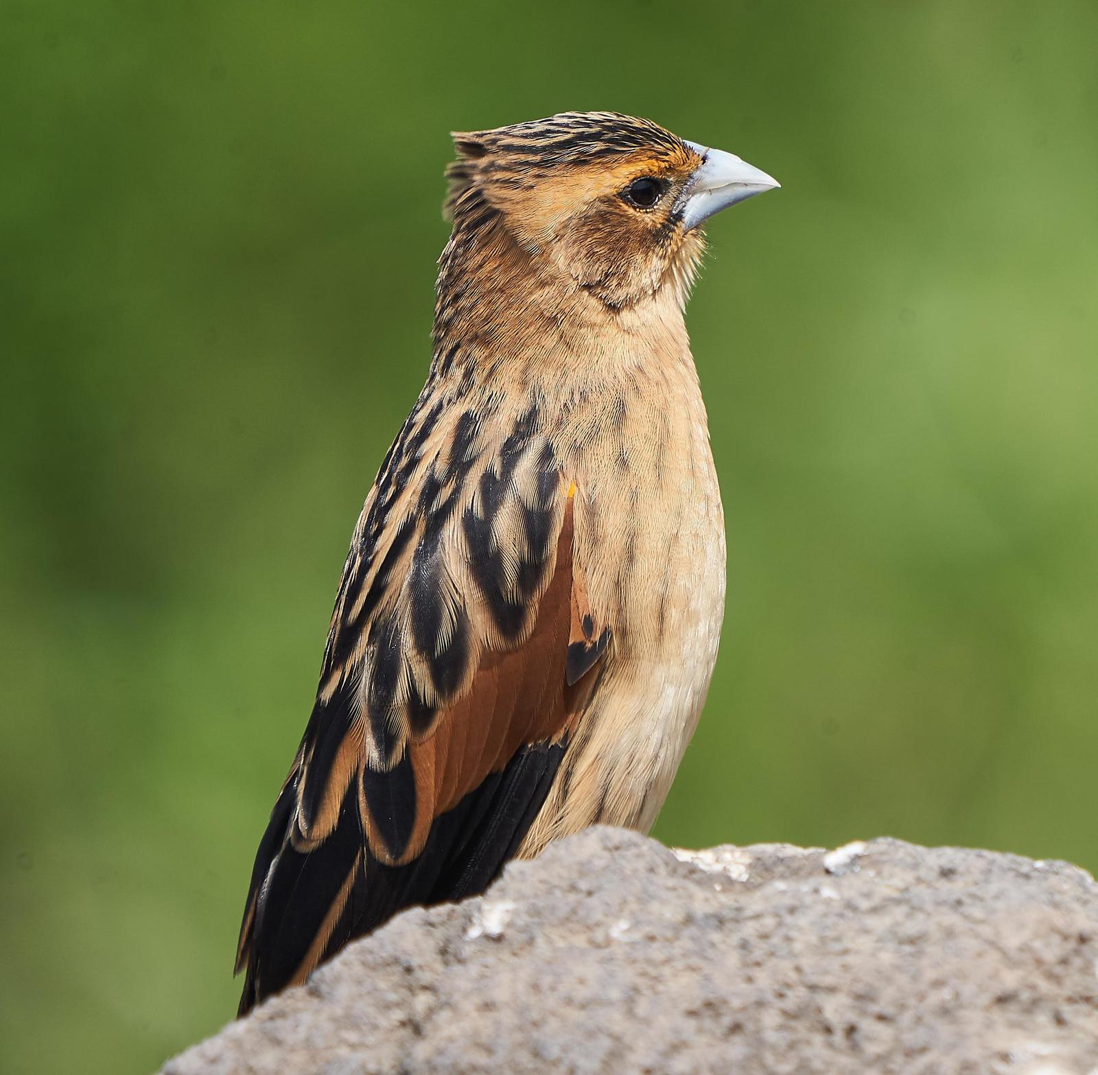 Fan-tailed Widowbird Photo by Steven Cheong