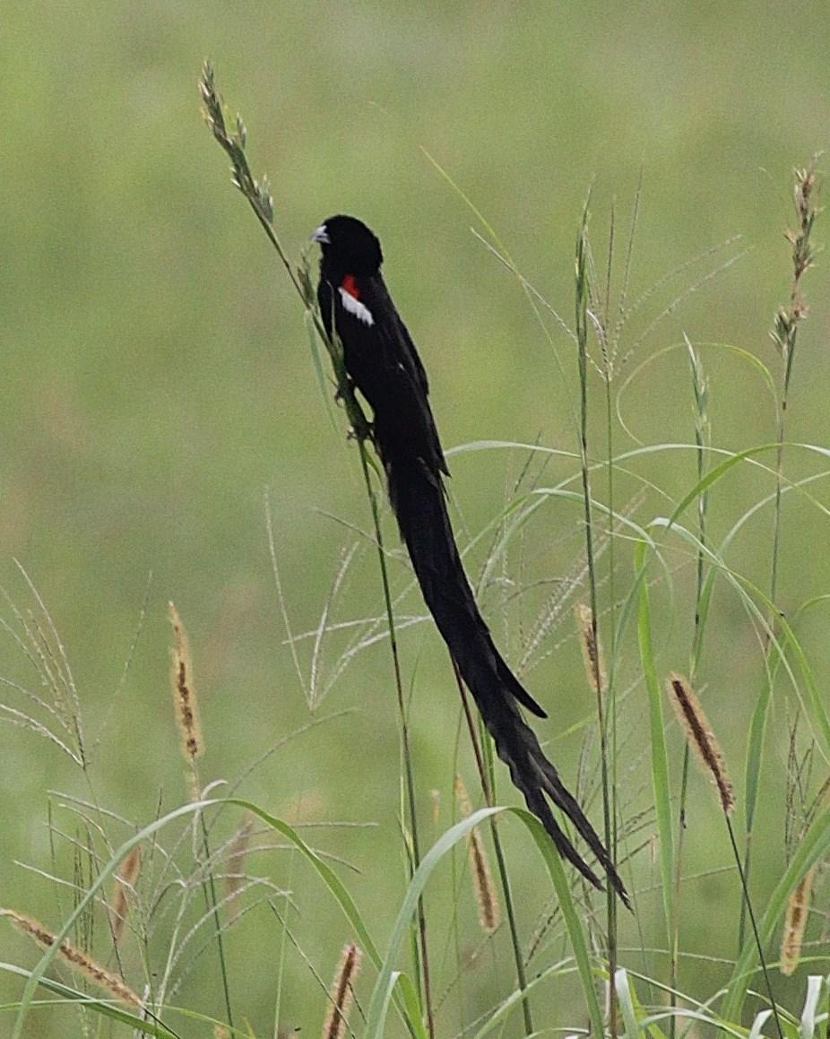 Long-tailed Widowbird Photo by Alex Lamoreaux