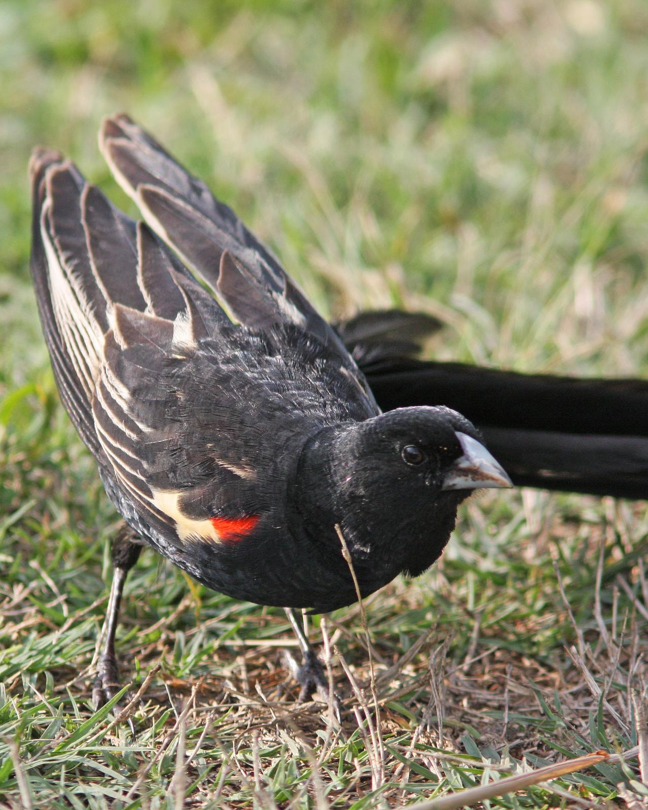Long-tailed Widowbird Photo by Henk Baptist