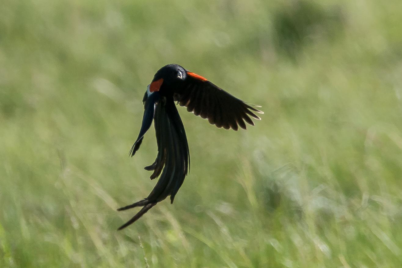Long-tailed Widowbird Photo by Gerald Hoekstra