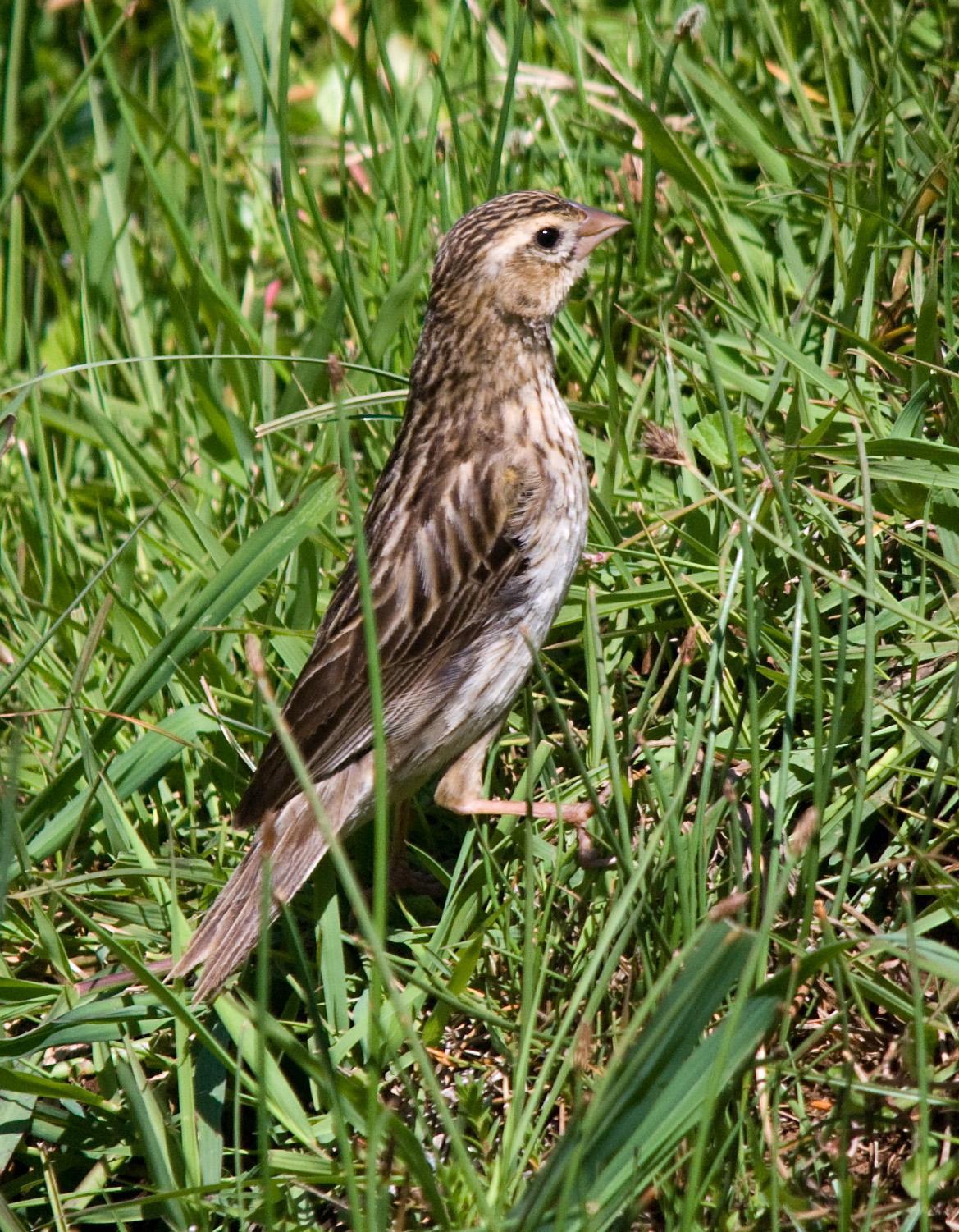 Long-tailed Widowbird Photo by Carol Foil
