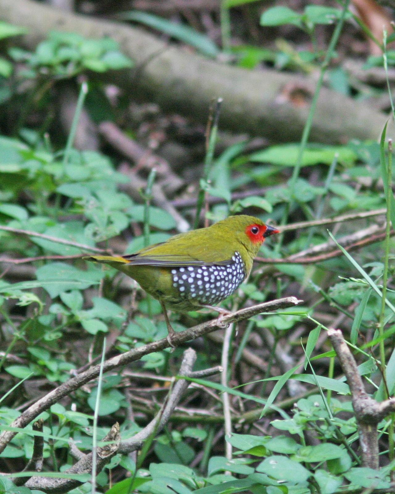 Green-backed Twinspot Photo by Henk Baptist