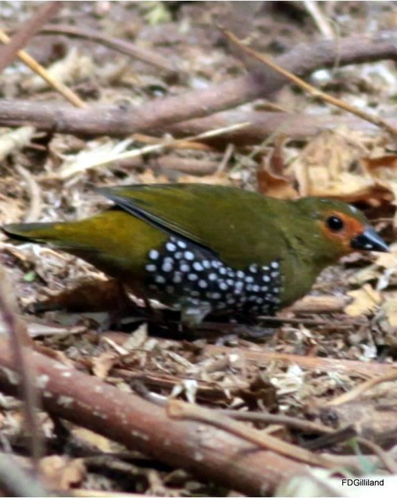 Green-backed Twinspot Photo by Frank Gilliland