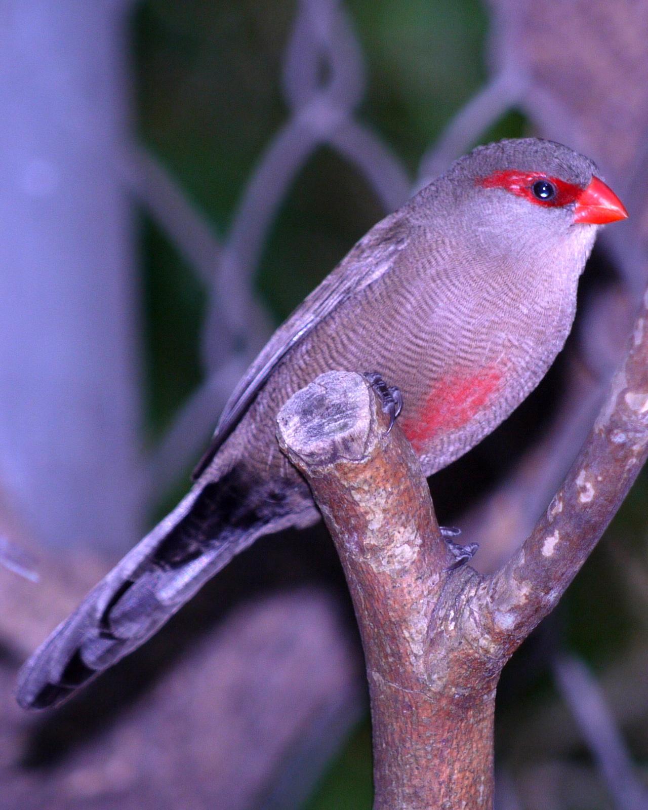 Common Waxbill Photo by Peter Lowe