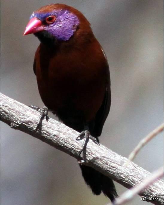 Violet-eared Waxbill Photo by Frank Gilliland