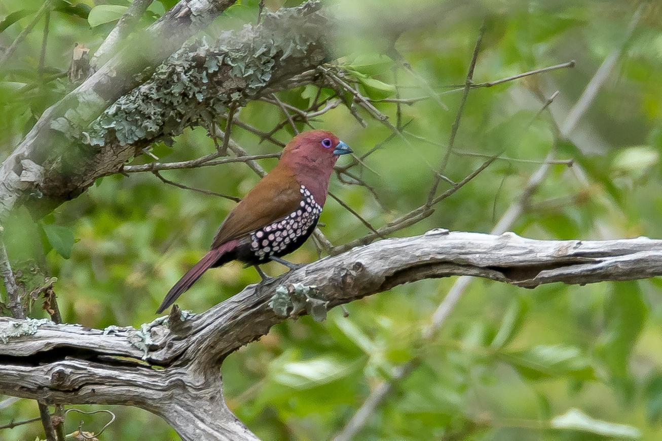 Pink-throated Twinspot Photo by Gerald Hoekstra