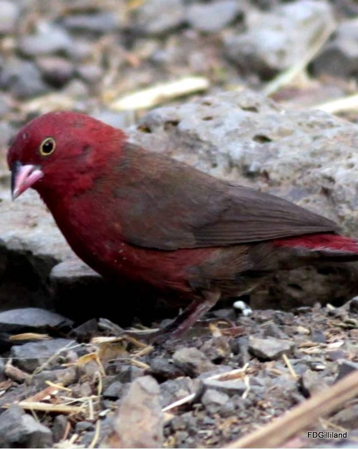 Red-billed Firefinch Photo by Frank Gilliland