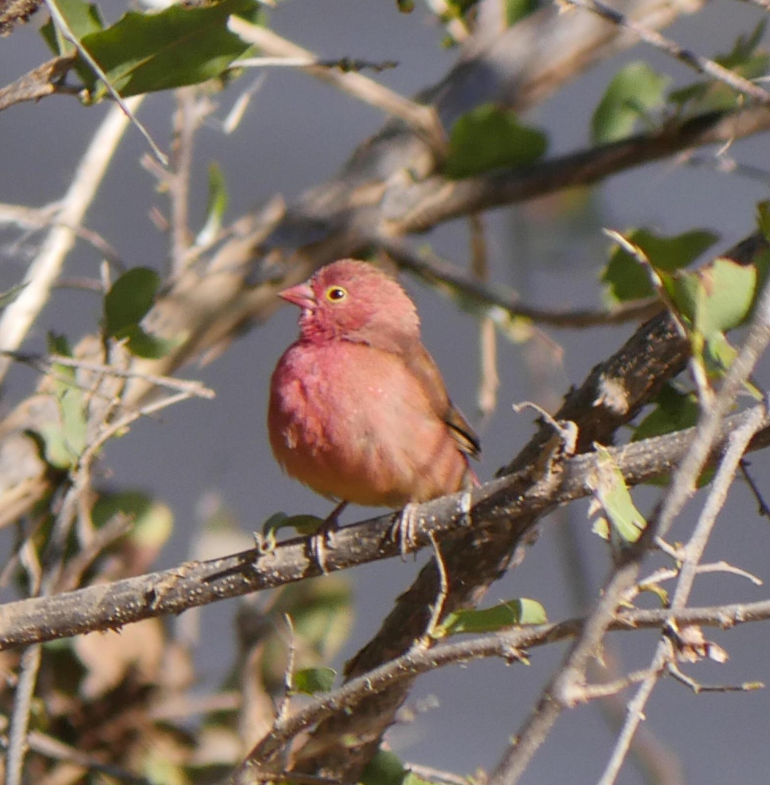 Red-billed Firefinch Photo by Peter Lowe