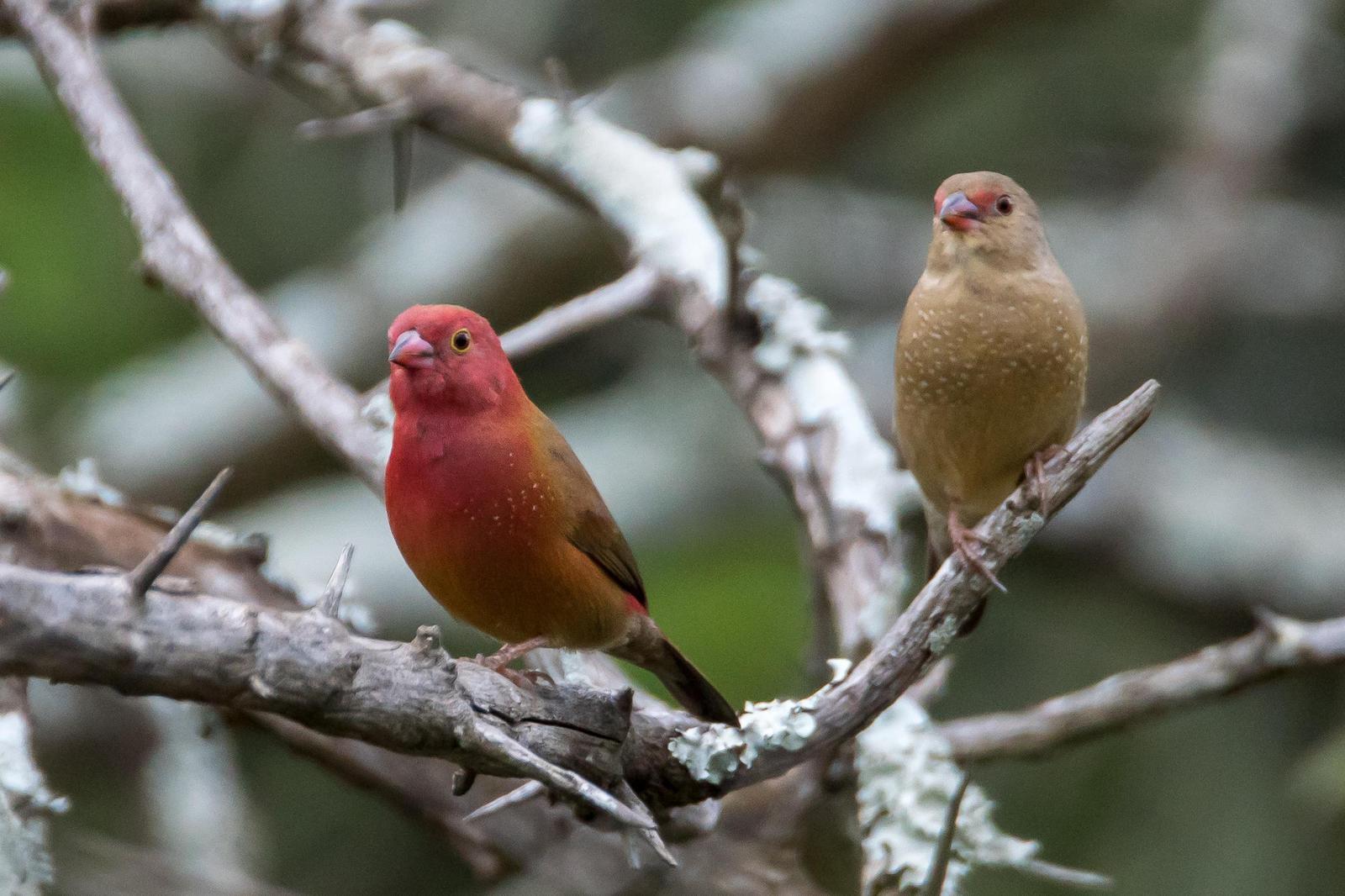Red-billed Firefinch Photo by Gerald Hoekstra