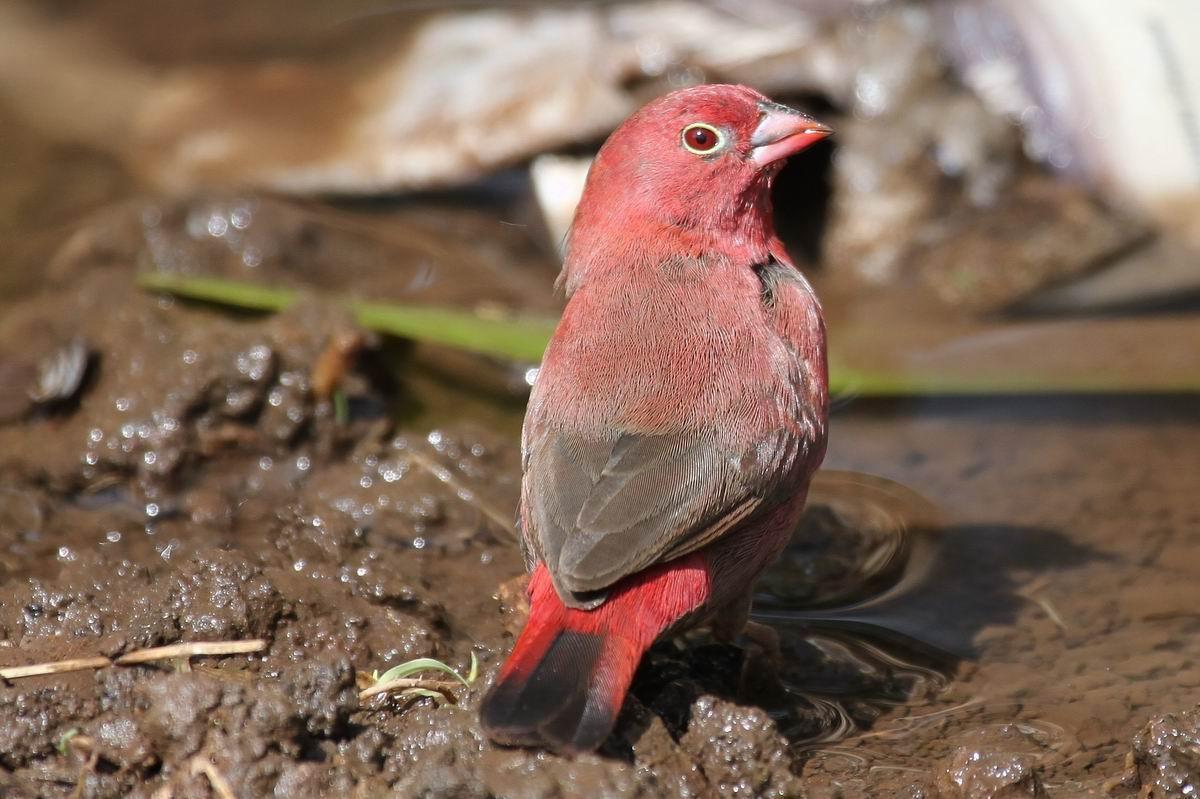 Red-billed Firefinch Photo by Fan Song