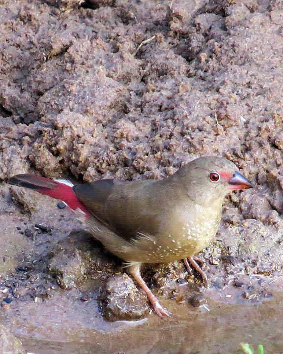 Red-billed Firefinch Photo by Peter Boesman