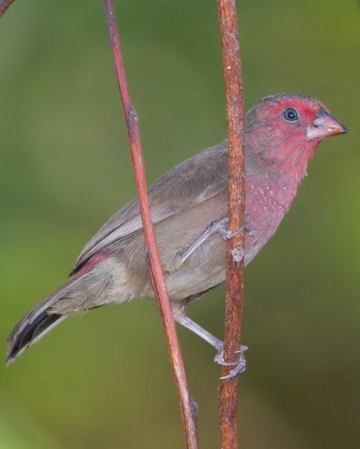 Bar-breasted Firefinch Photo by Mike Barth