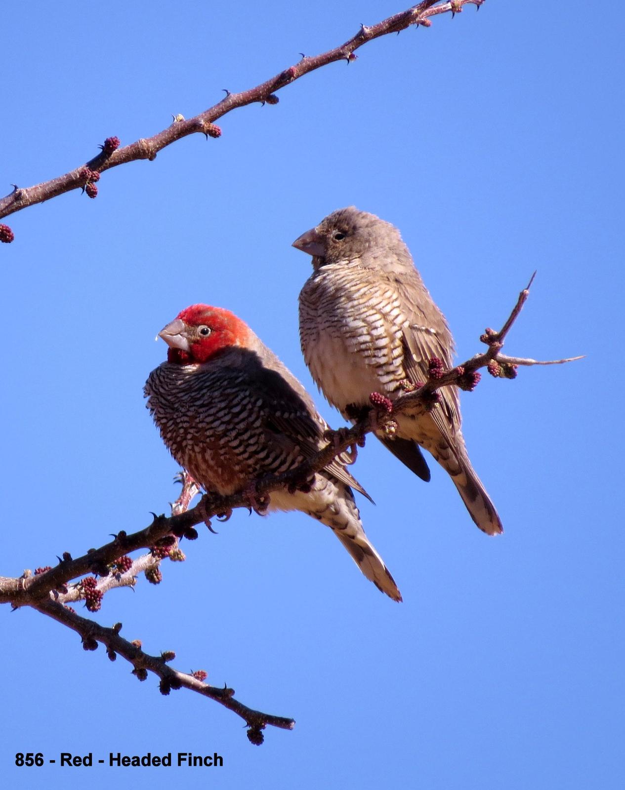 Red-headed Finch Photo by Richard  Lowe