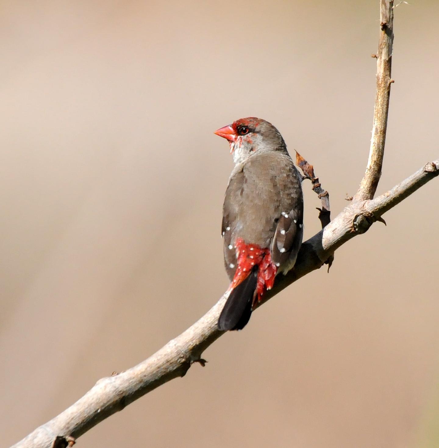 Red Avadavat Photo by Steven Mlodinow