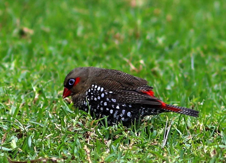 Red-eared Firetail Photo by Rohan van Twest