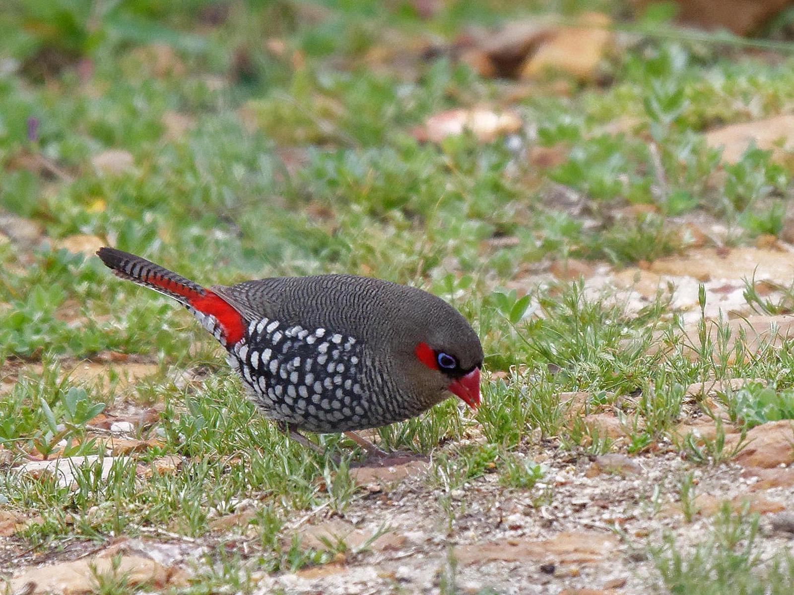 Red-eared Firetail Photo by Peter Lowe