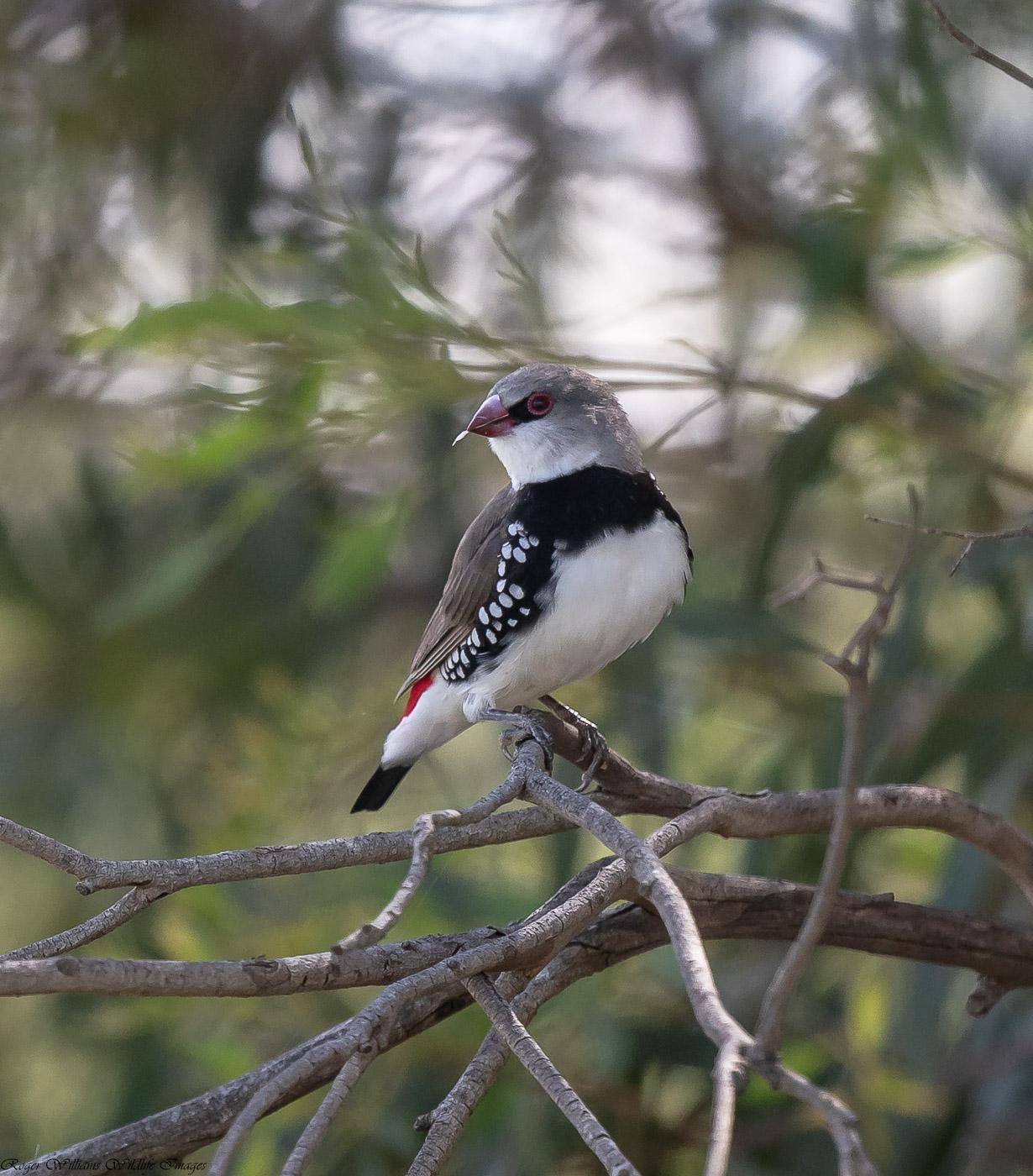 Diamond Firetail Photo by Roger Williams