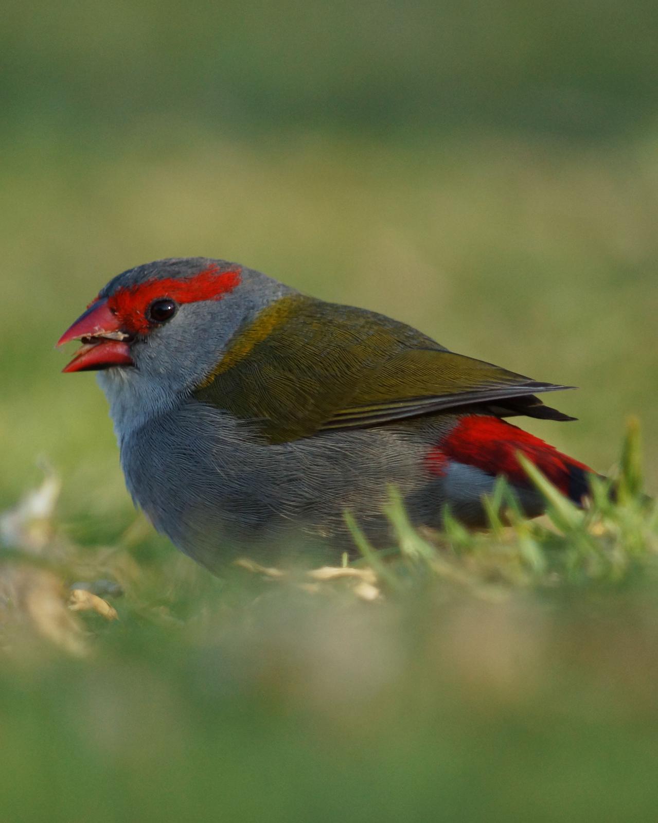 Red-browed Firetail Photo by Steve Percival
