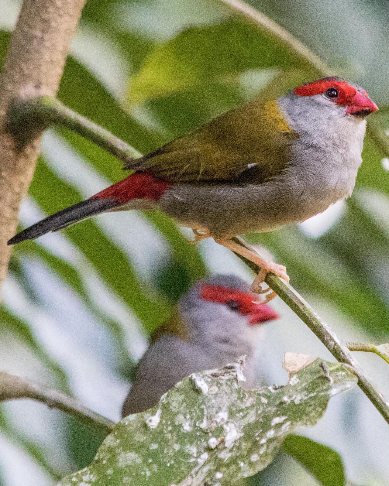 Red-browed Firetail Photo by Mark Baldwin