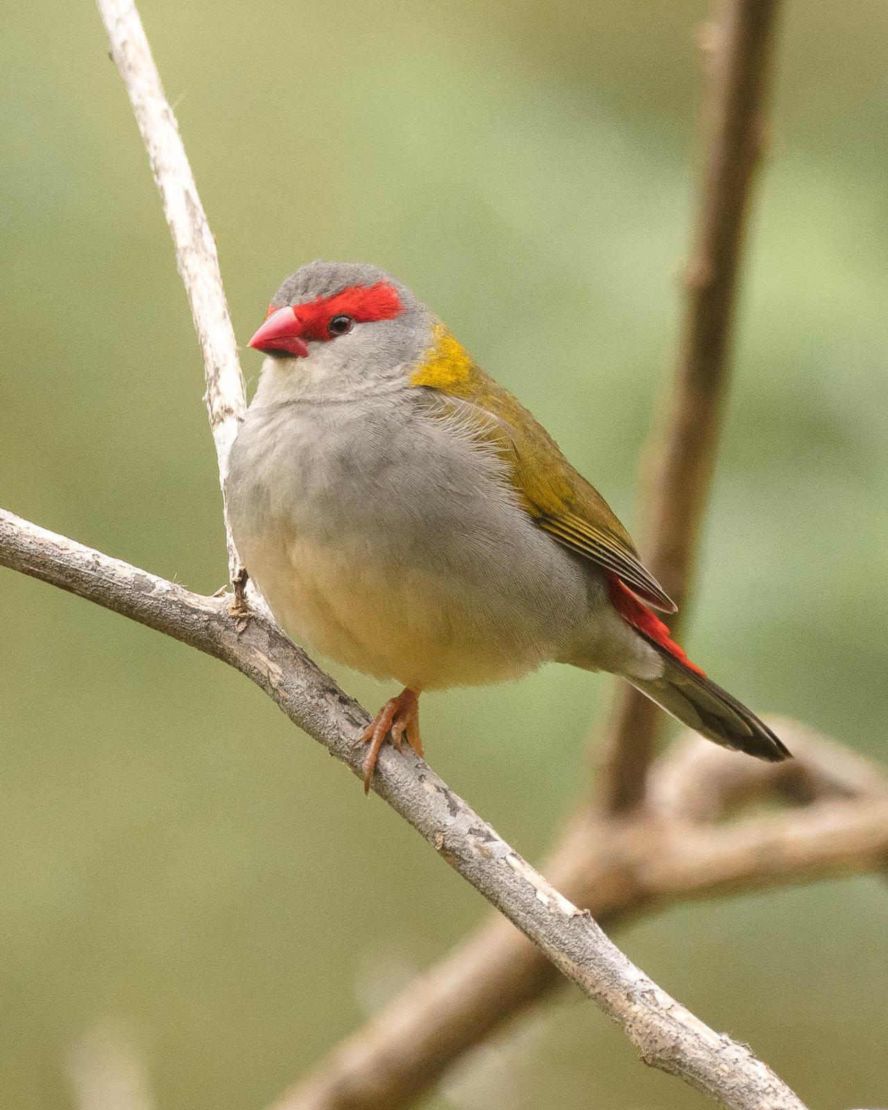 Red-browed Firetail Photo by Denis Rivard