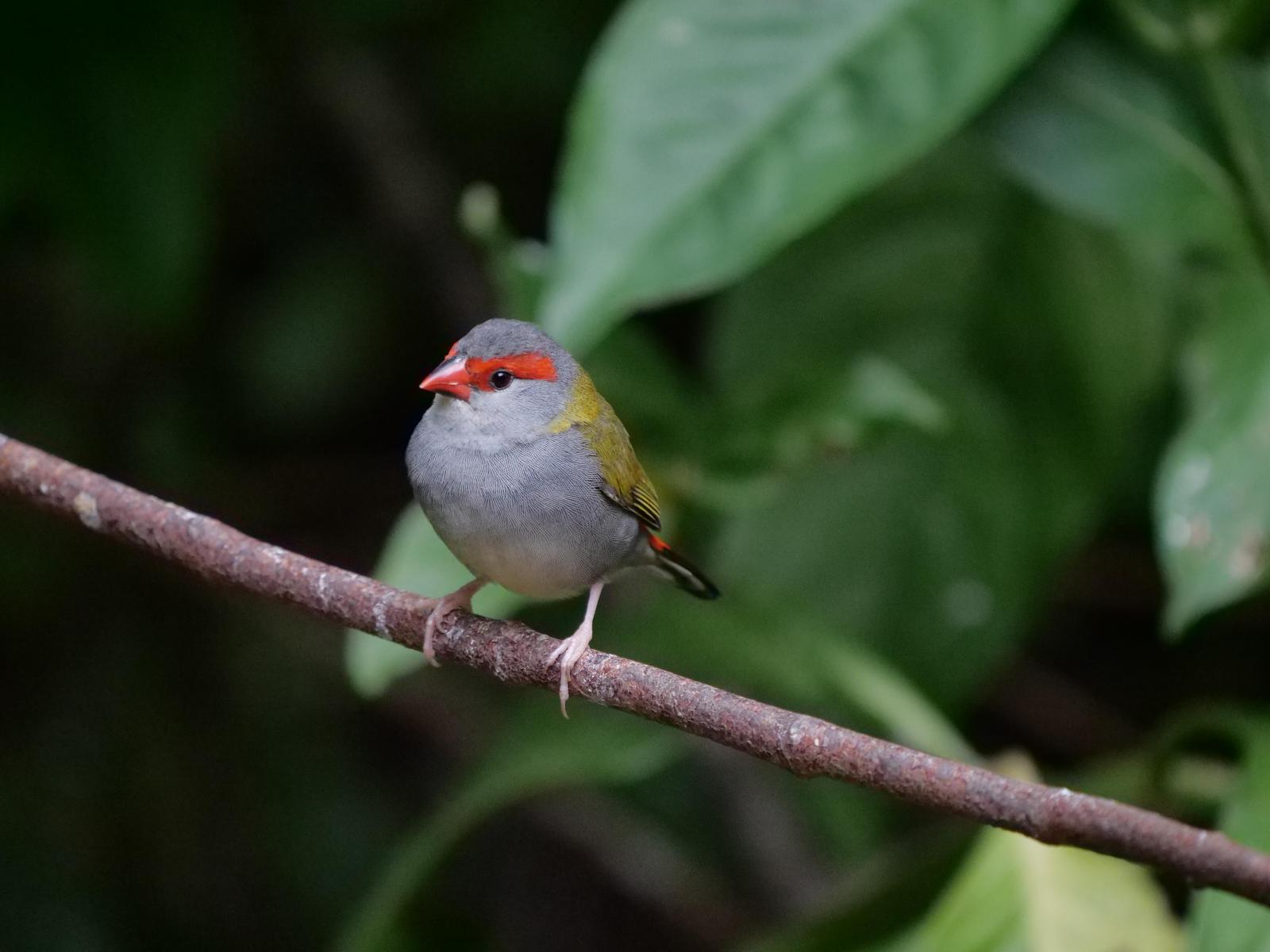 Red-browed Firetail Photo by Peter Lowe