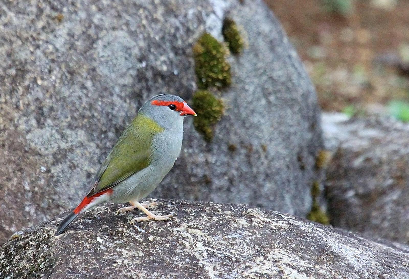 Red-browed Firetail Photo by Matthew McCluskey