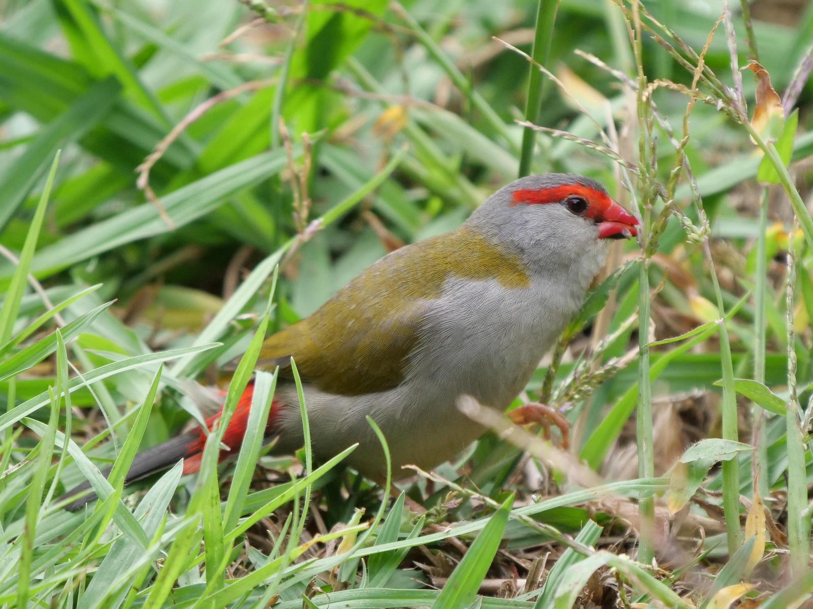 Red-browed Firetail Photo by Peter Lowe
