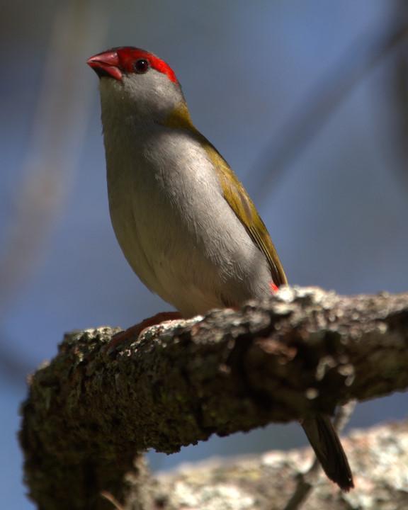Red-browed Firetail Photo by Mat Gilfedder