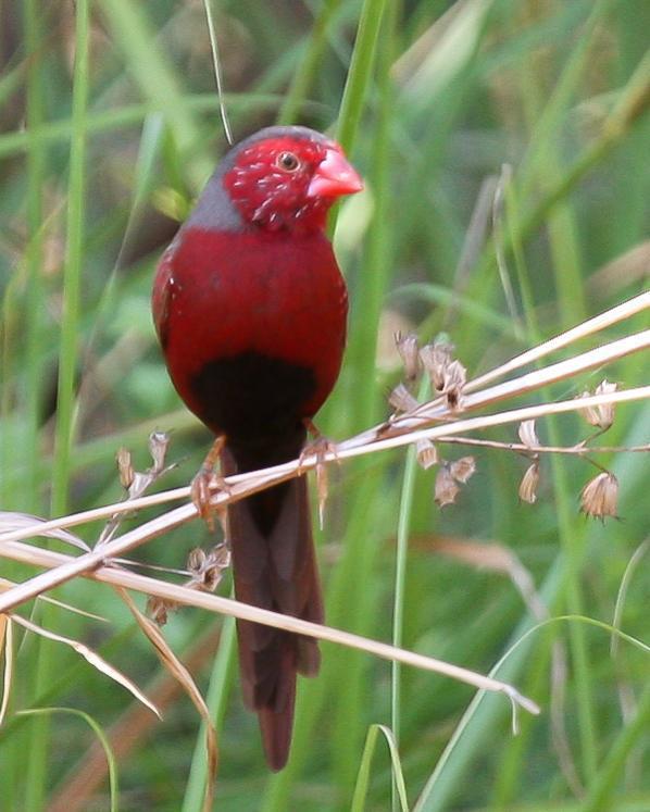 Crimson Finch Photo by Robert Lewis
