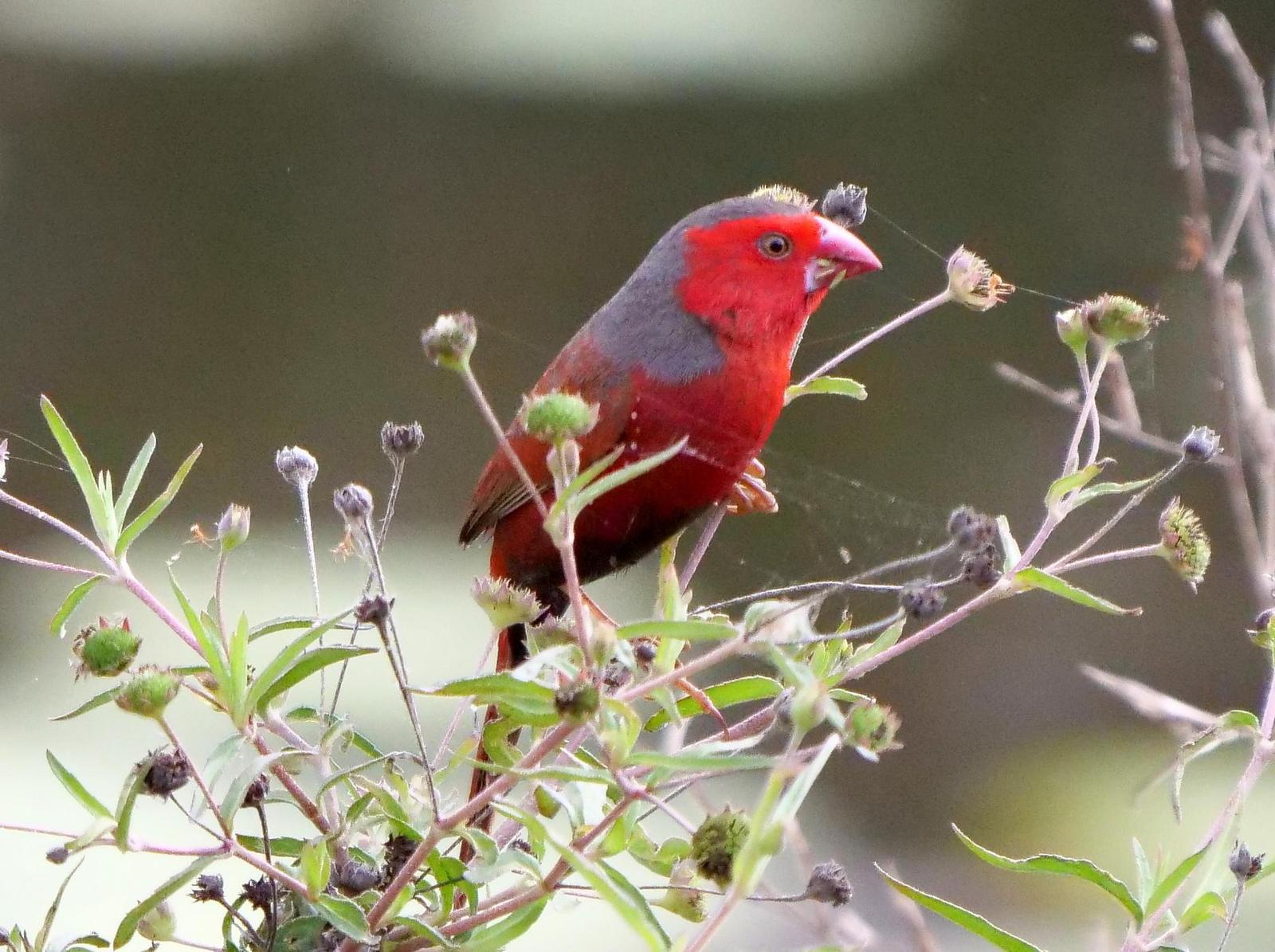 Crimson Finch Photo by Peter Lowe